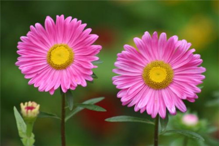 多头菊的养殖方法及注意些什么，怎么换盆