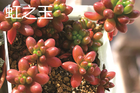 乙女心和虹之玉颜色有什么区别，外形有什么区别