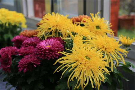 多头菊的养殖方法及注意些什么，怎么换盆