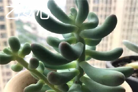 乙女心和虹之玉颜色有什么区别，外形有什么区别