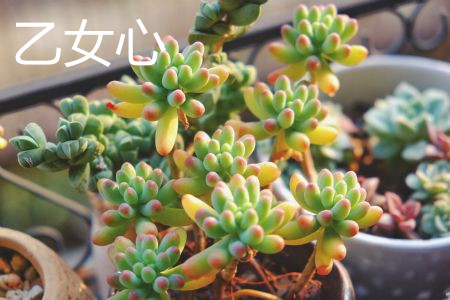 乙女心和虹之玉颜色有什么区别，外形有什么区别