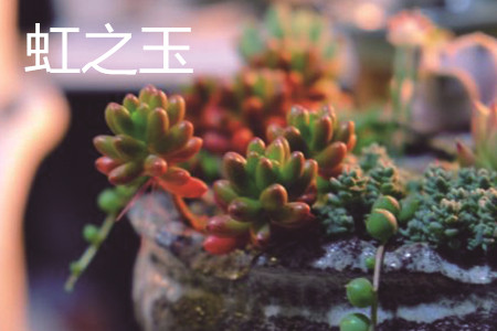 乙女心和虹之玉颜色有什么区别，外形有什么区别