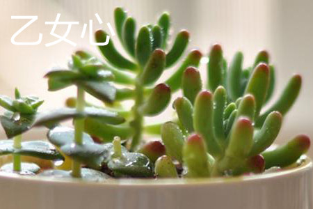 乙女心和虹之玉颜色有什么区别，外形有什么区别