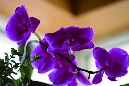 蝴蝶兰怎么种植护，用什么土