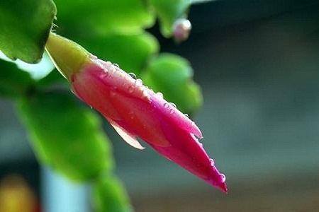 蟹爪兰叶子为什么发软，解决办法