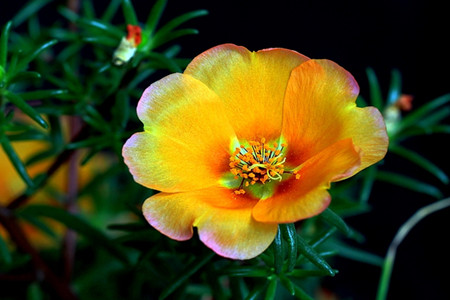 午时花是啥花，怎么养护