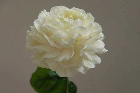 虎头茉莉跟普通茉莉的区别，哪个好养护