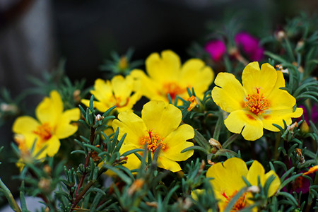 午时花是啥花，怎么养护