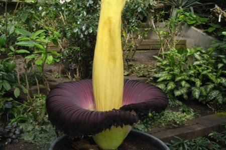 世界上花语最黑暗的花，为什么