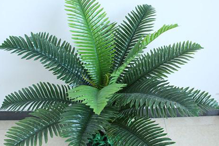 适合放客厅的大盆绿植有哪些，有什么特点