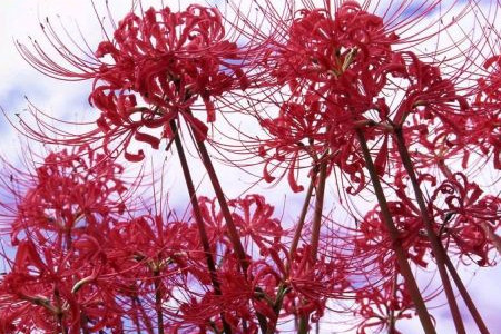 世界上花语最黑暗的花，为什么