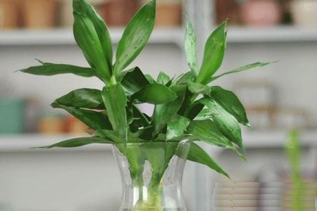 适合放客厅的大盆绿植有哪些，有什么特点