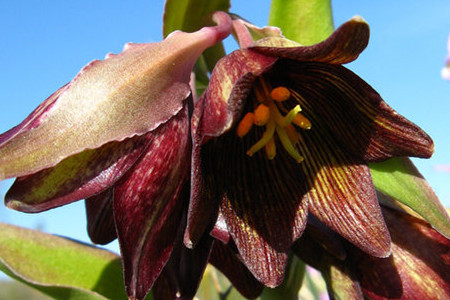 世界上花语最黑暗的花，为什么