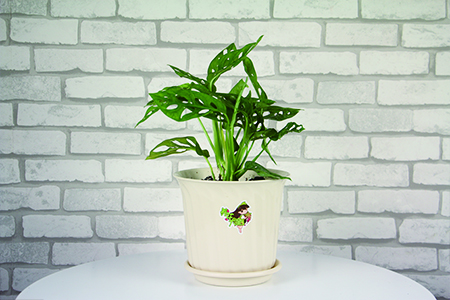 适合放客厅的大盆绿植有哪些，有什么特点