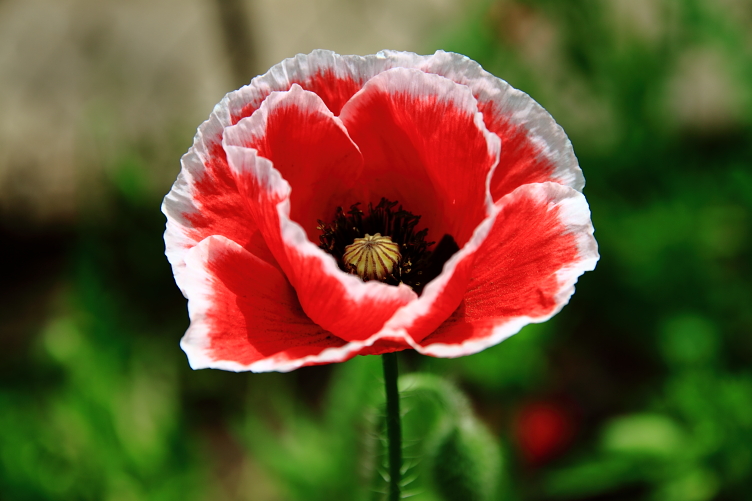 世界上花语最黑暗的花，为什么