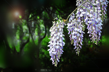 爬藤的花卉有哪些，有什么特征