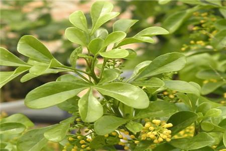 米兰花的养殖方法，叶片发黄解决办法