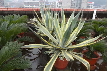 龙舌兰花怎么种植，要要注意什么