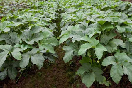 秋葵怎么剪枝，什么时候成熟