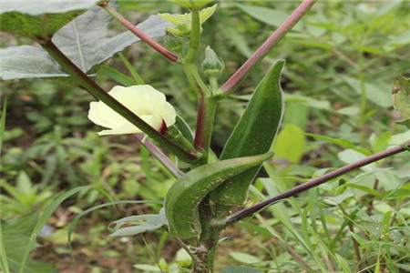秋葵怎么剪枝，什么时候成熟
