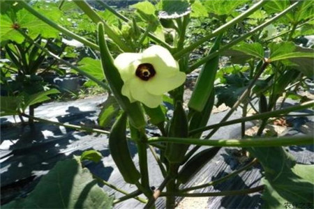 秋葵怎么剪枝，什么时候成熟