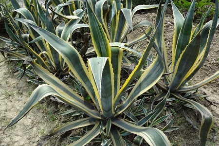 龙舌兰花怎么种植，要要注意什么