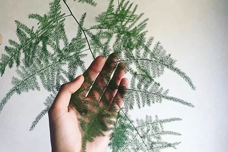 文竹冬天怎么浇水，有什么注意些什么