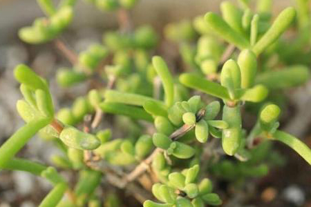 碧光环怎么种植，要要注意什么