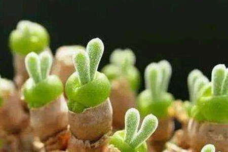 碧光环怎么种植，要要注意什么