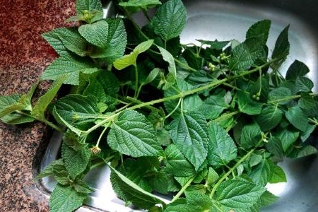 五色梅的修剪方法，怎么扦插