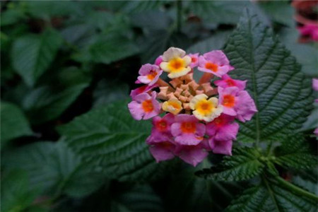 五色梅的修剪方法，怎么扦插