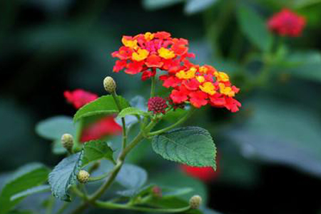 五色梅的修剪方法，怎么扦插