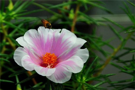 午时花什么时候开，怎么种植花开的会好