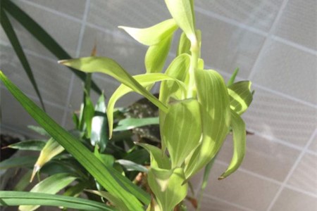 水养百合花的养殖方法和注意些什么