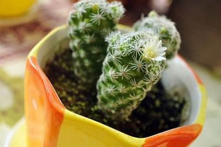 银手指怎么种植，怎么能将它养得更漂亮？