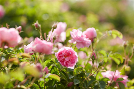 五月份开什么花，分别需要怎么种植护？