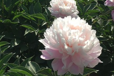 五月份开什么花，分别需要怎么种植护？