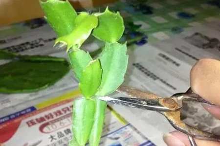 蟹爪兰花期怎么养护，花后怎么种植护