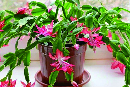 蟹爪兰花期怎么养护，花后怎么种植护