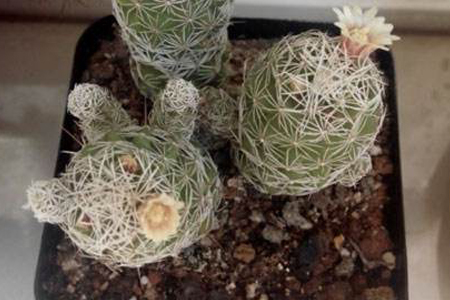 银手指怎么种植，怎么能将它养得更漂亮？