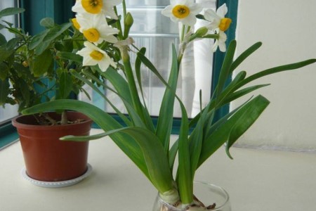 水仙花水培的养殖方法和注意些什么