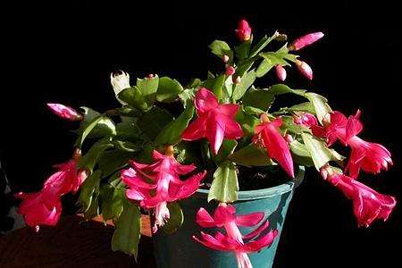 一节蟹爪兰可以扦插吗，扦插方法是啥