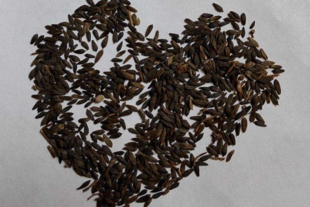 生菜种植时间和方法（附幼苗期的养护方法）