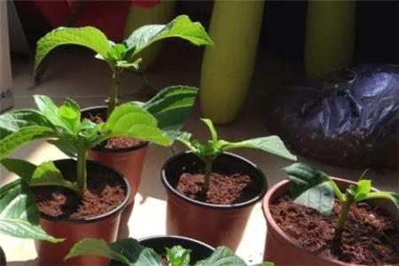 绣球花扦插方法和时间，有什么注意些什么