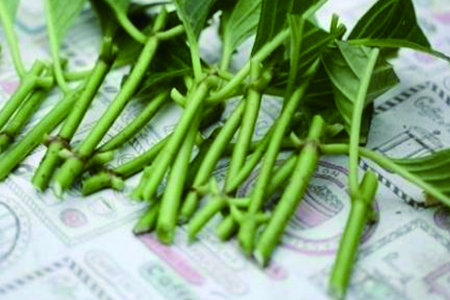 绣球花扦插方法和时间，有什么注意些什么