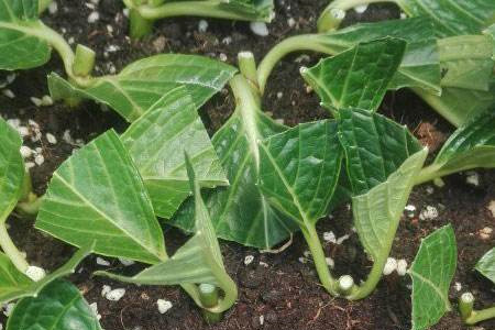 绣球花扦插方法和时间，有什么注意些什么