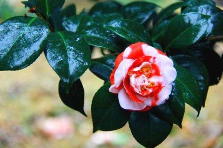 冬天养护山茶花需要要注意什么，有哪些禁忌？