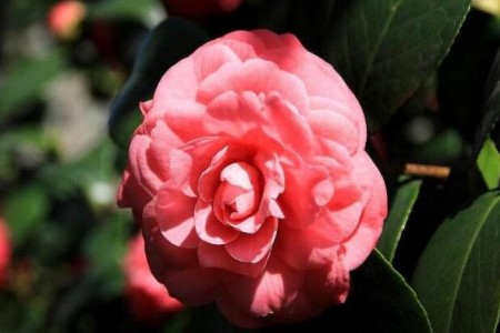 冬天养护山茶花需要要注意什么，有哪些禁忌？