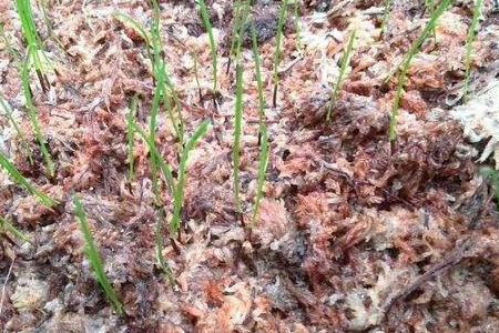 黑麦草什么时候播种，需要怎么播种？