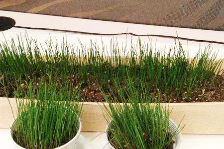 黑麦草什么时候播种，需要怎么播种？